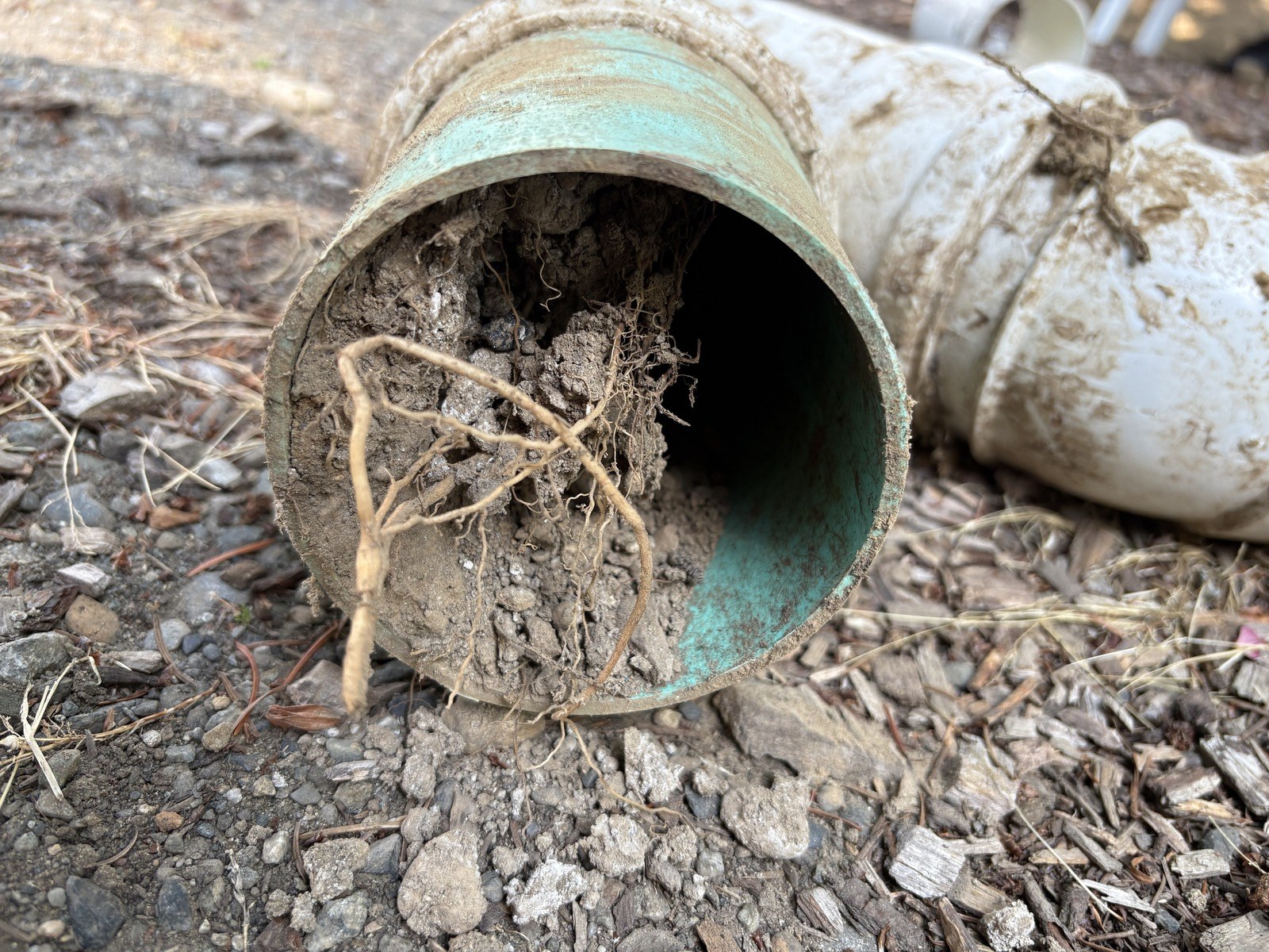 Close view of the cut end of a green plastic sewer pipe and a white fitting, the pipe packed solid with soil, gravel and pale roots