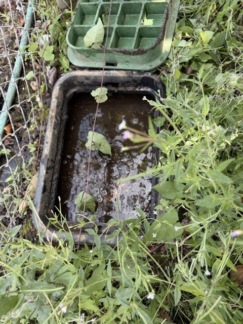 A green-lidded water meter box in a Lake Stevens yard, its enclosure filled to the brim with muddy water and weeds growing through the lid opening
